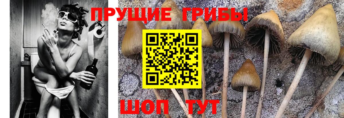 Галлюциногенные грибы мухоморы Волжский